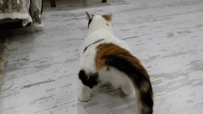 明明绝育了猫咪为什么还叫,明明是已经绝育的公猫