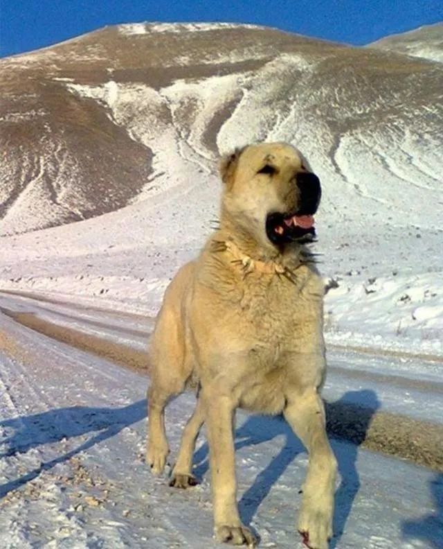 世界上最强的10种狗排名,世界上巨型狗大全