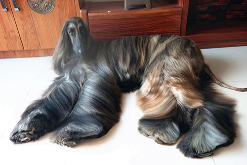 最受欢迎的六种中型犬,十种最省心的中型犬