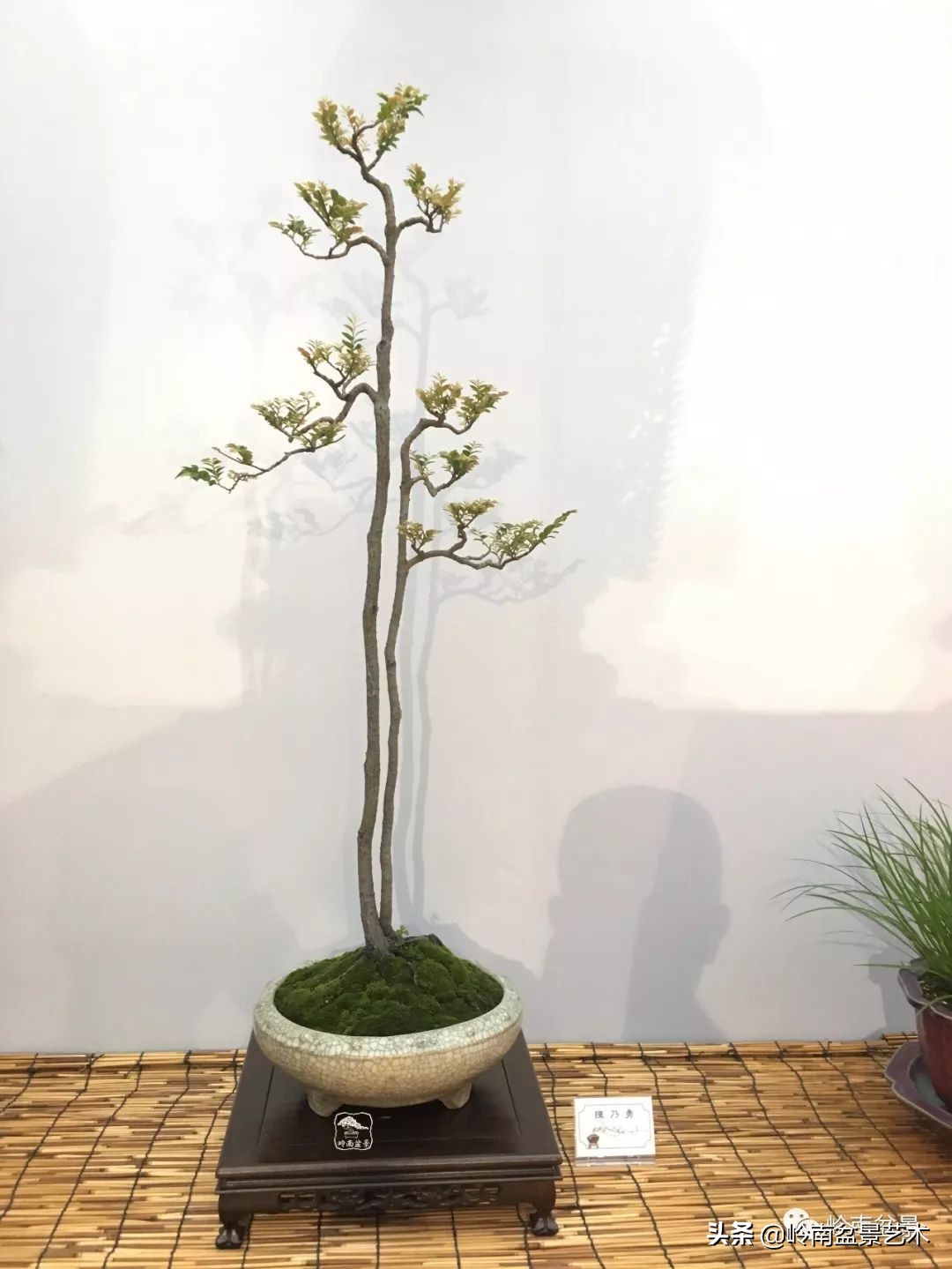 双干树,双干型果树