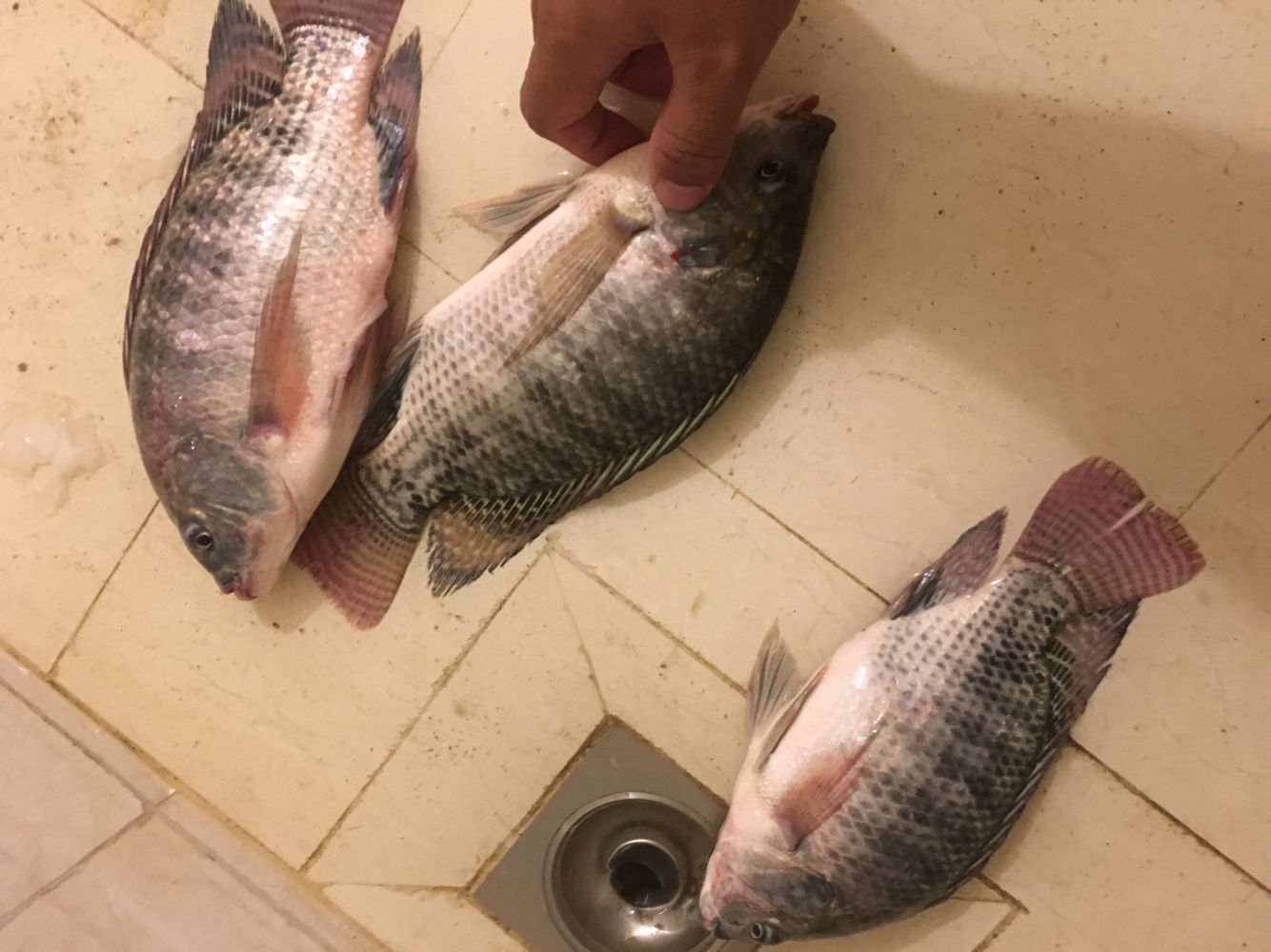 下雨天不能钓鱼吗?学习会这几种天气因素让你,鱼获满仓