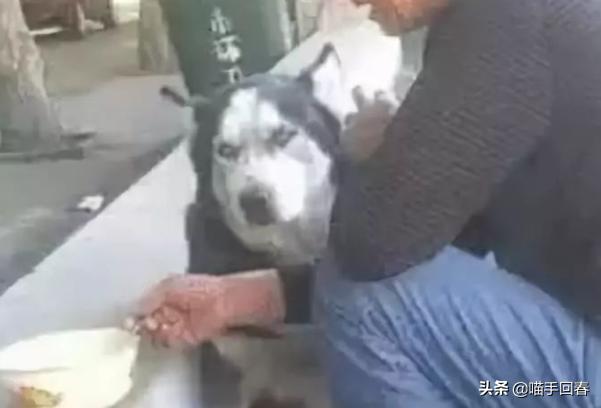 哈士奇被奶奶喂饭真吃不下去了,哈士奇吃不吃没关系