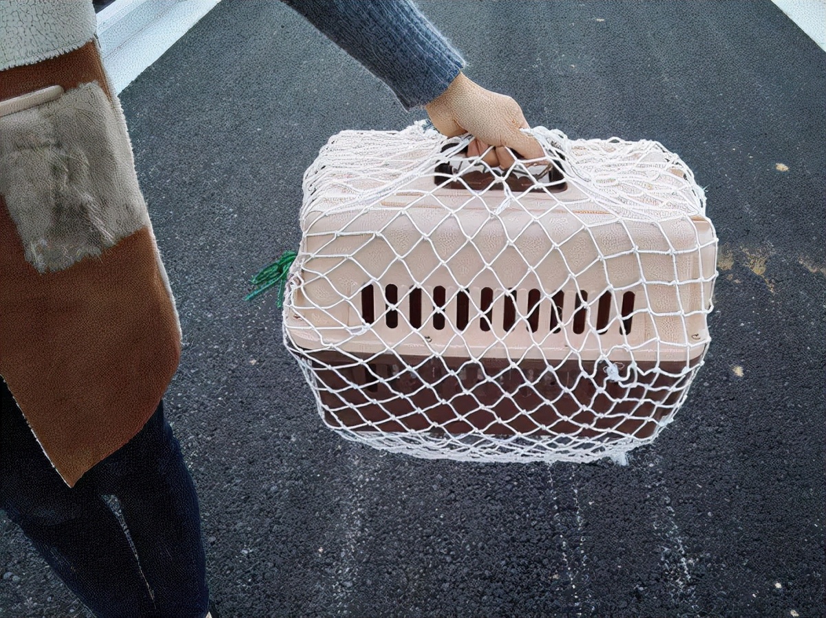 快递怎么运送狗狗,怎么运输狗狗