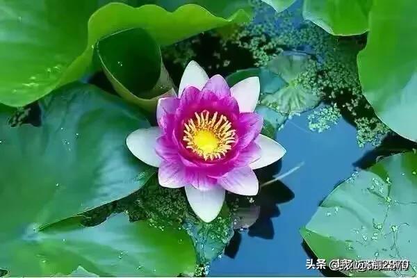 杨万里写荷花的诗小荷才露尖尖角,杨万里的荷花诗