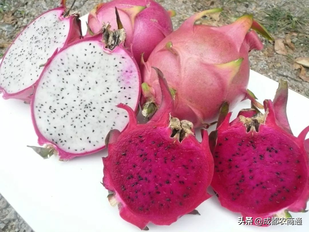 火龙果种植技术浇几次水,火龙果的种植技术果皮发黑