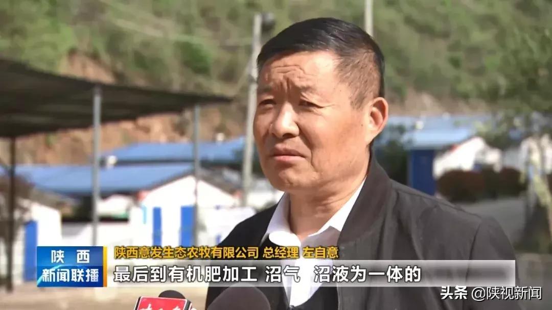 商洛山阳县这帮人对牛粪做了啥？竟比纯养牛多挣了10倍！