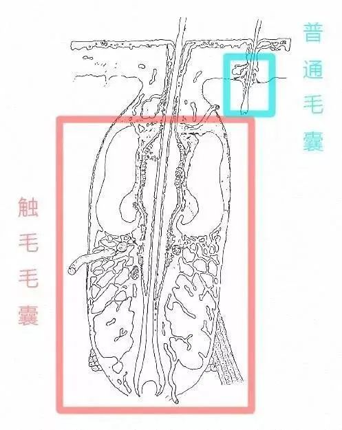 捡到猫咪的胡子,收集猫咪胡须会有好运嘛