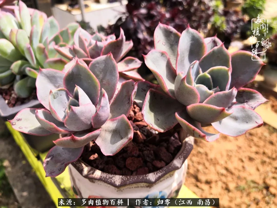 人生转个弯，在小院遇见落入凡间的多肉小精灵