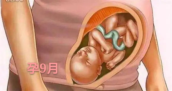 胎儿发育不全或停止发育的原因,胎儿是头先发育还是身体先发育