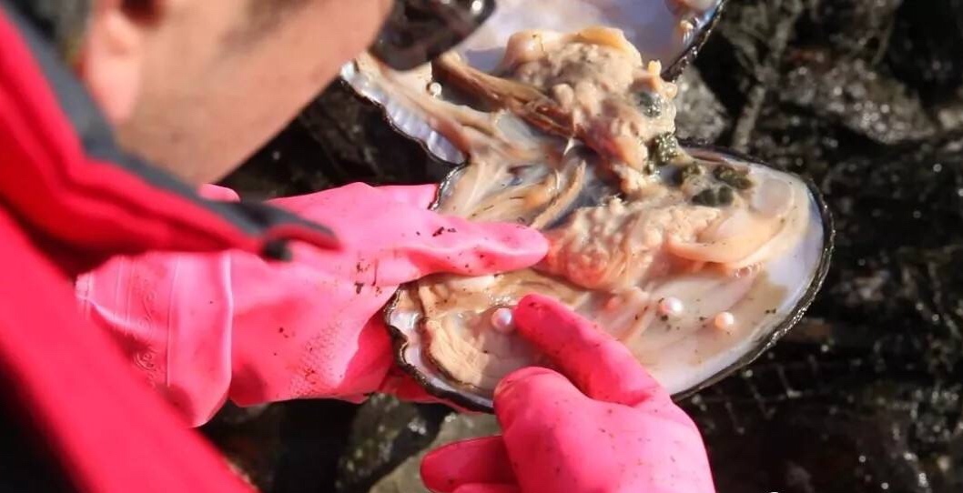 辗转数百年，北珠落户秦皇岛