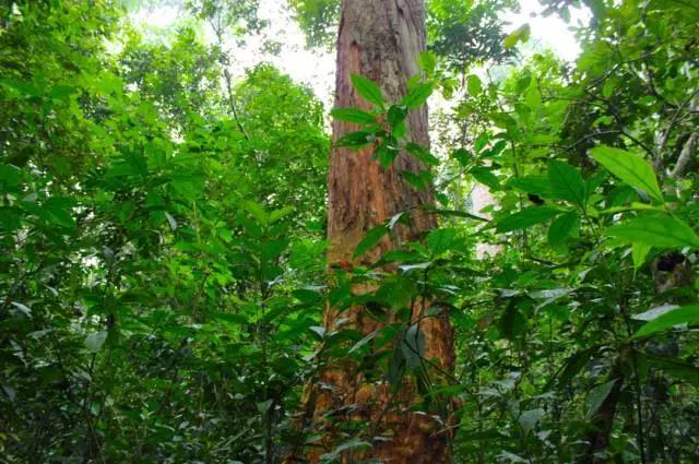白檀檀香的功效与作用,梵克雅宝檀香跟白檀
