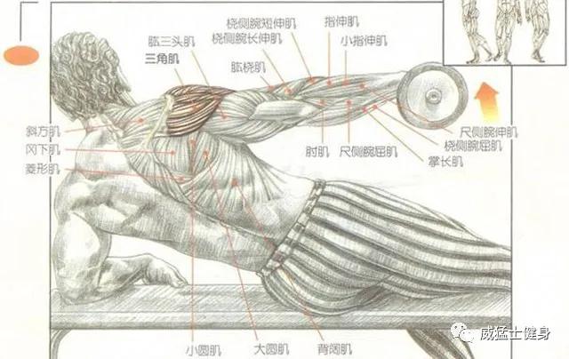施瓦辛格的床边训练动作——侧卧侧平举