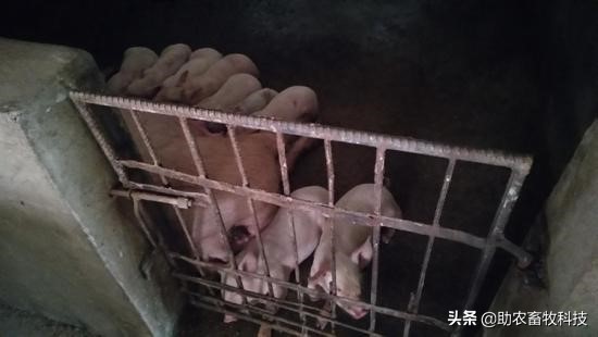 阜阳市颍上县李老板运用发酵中草药养猪尝到了甜头，无非瘟效益高