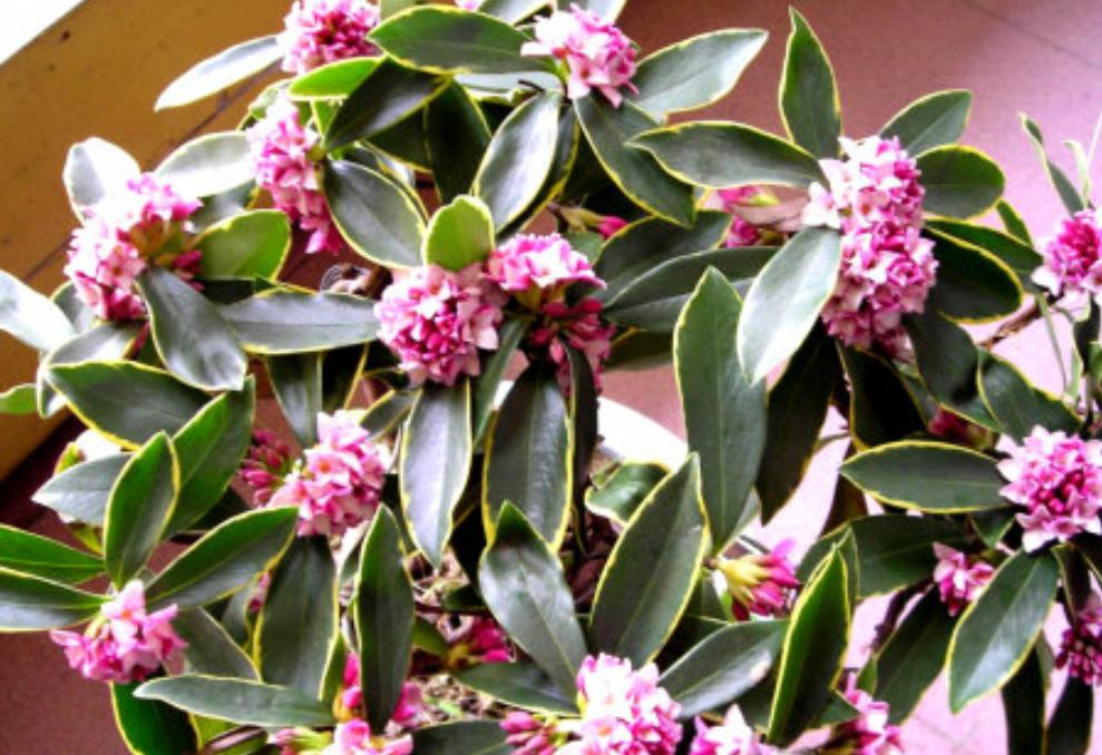 夏天暴晒金边瑞香叶子软下垂,金边瑞香夏季黄叶怎么回事