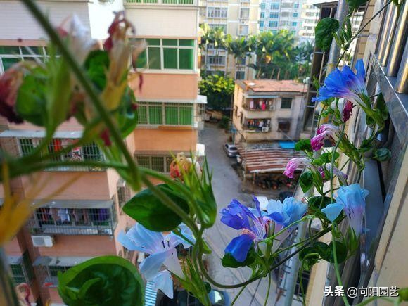 閲庣敓鍠囧彮鑺卞彲浠ュ湪鑺辩泦閲屾牻绉嶅悧,閲庡鍠囧彮鑺卞甫鍥炲鐩嗘牻