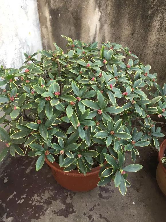 冬天能扦插蟹爪兰放室内还是室外,这4种花现在扦插最容易生根杀菌