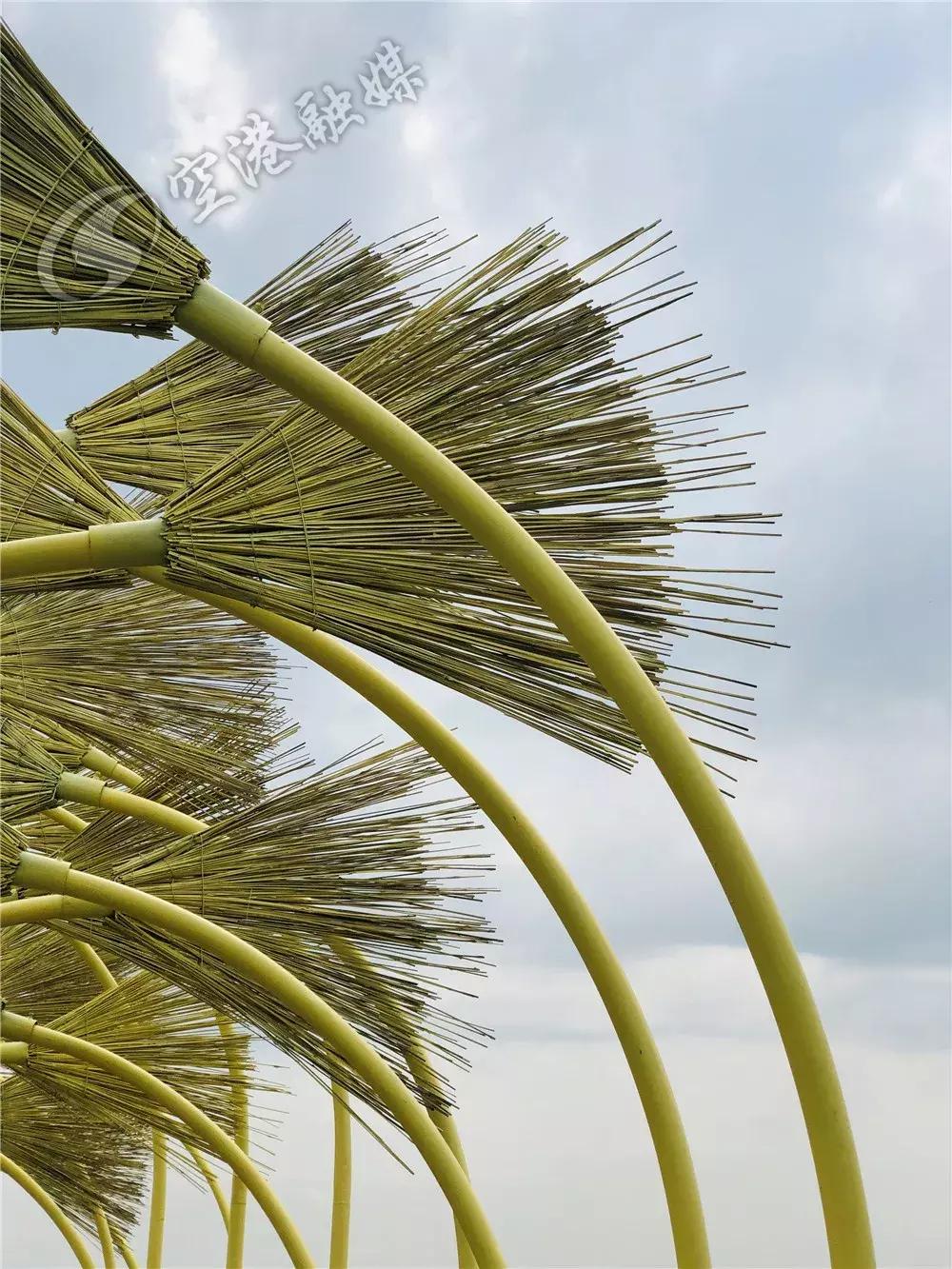 双流空港花田最新进展,双流空港花田开放了吗最新回复