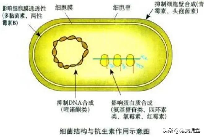 阿莫西林使用的注意事项,阿莫西林注意事项有哪些