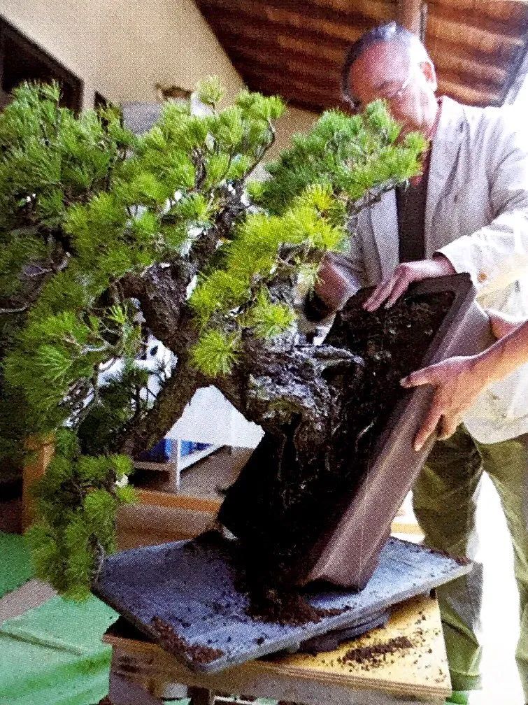 树桩盆景生病了别心慌,八九不离十是这几种病虫害祸害的