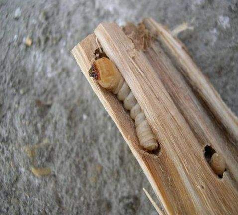 药用植物害虫光肩星天牛,光肩星天牛