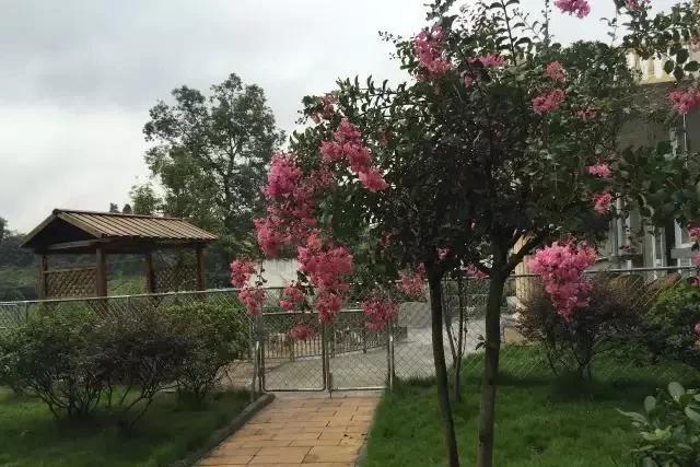 哪个网买宠物狗便宜好养,购买宠物狗有哪些店推荐