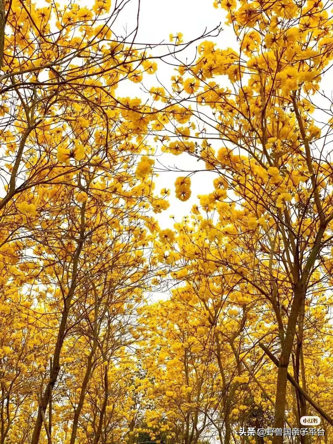 春天的花真的很美丽让人向往,春天的花也太美了