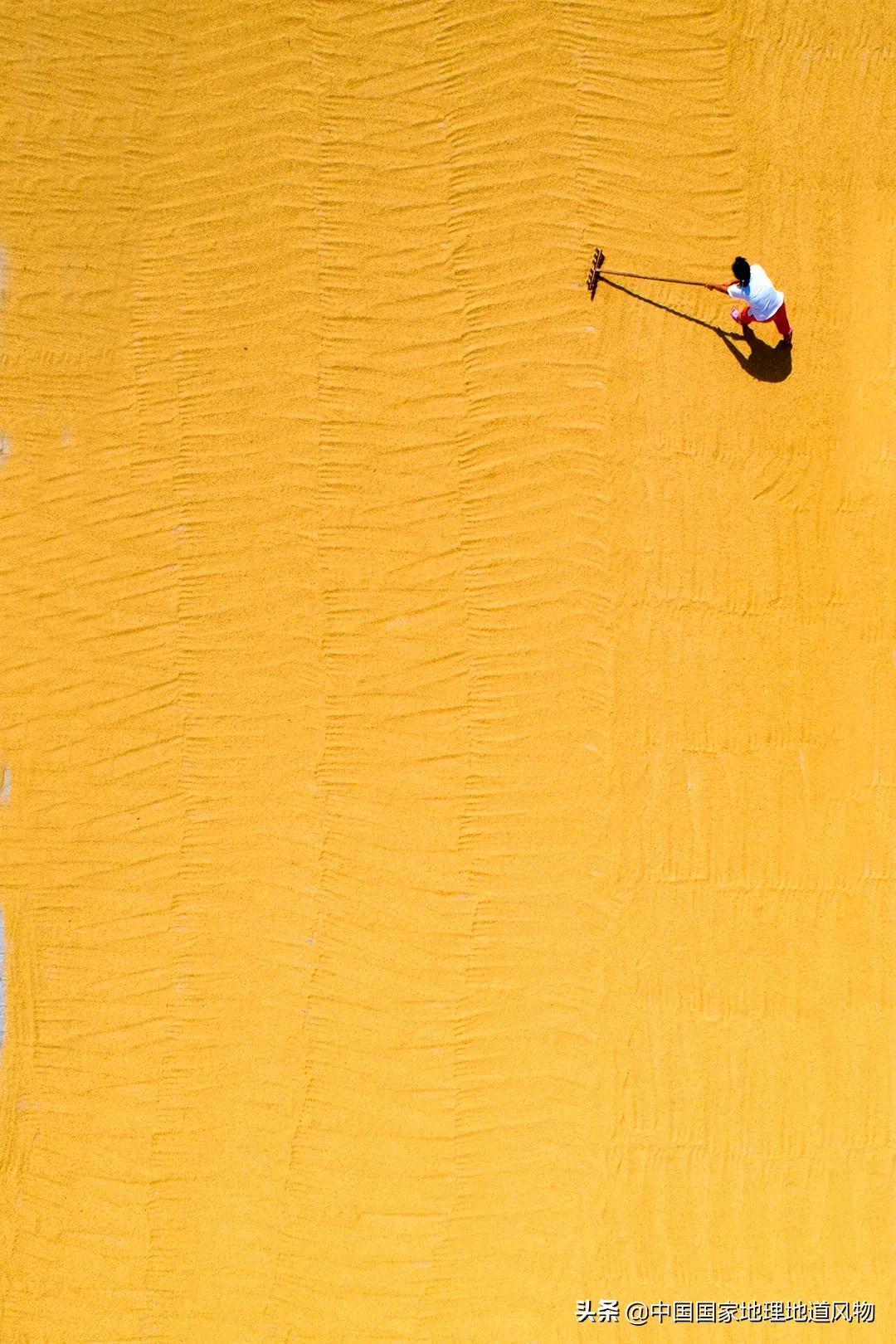 中国种水稻的省份地图,14亿大米图片