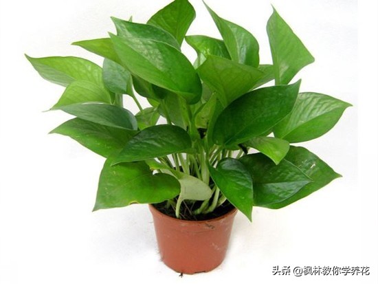 刚移栽的绿萝要天天给叶子喷水吗,绿萝长得好靠哪三种水