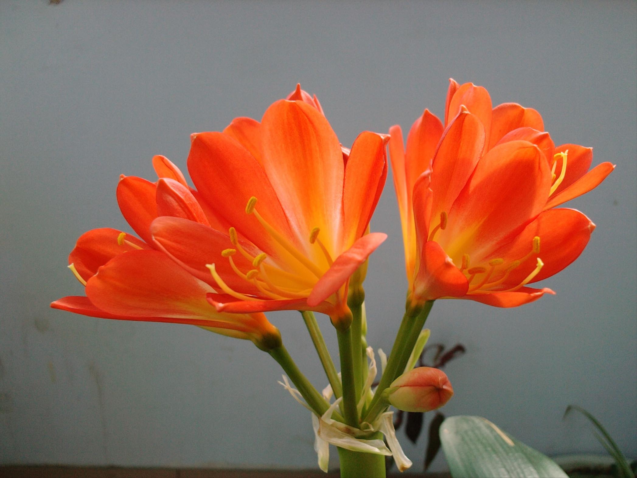 君子兰冬季多长时间浇一次水最好,冬季君子兰花的养护方法