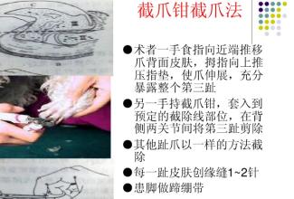 猫咪有哪些必须做的手术,猫咪的残忍手术