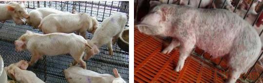 保育仔猪保健程序一览表,保育仔猪保健方案