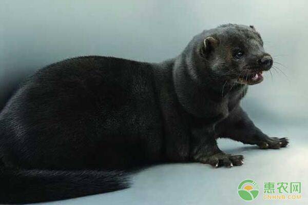 貂子人工驯繁价格怎样?养貂子危险吗?养貂子注意事项与禁忌