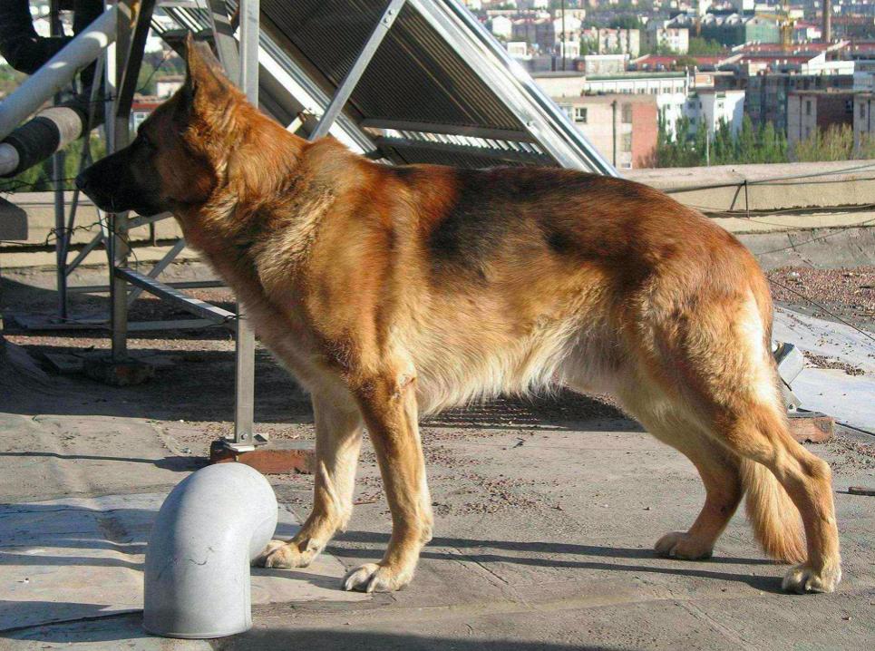 警犬都有什么工作,警犬的工资干什么用