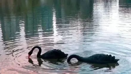 上海大学真正实力如何,上海大学被低估的专业排名