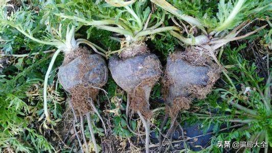 加盟*局骗**之农村特种种植*局骗**