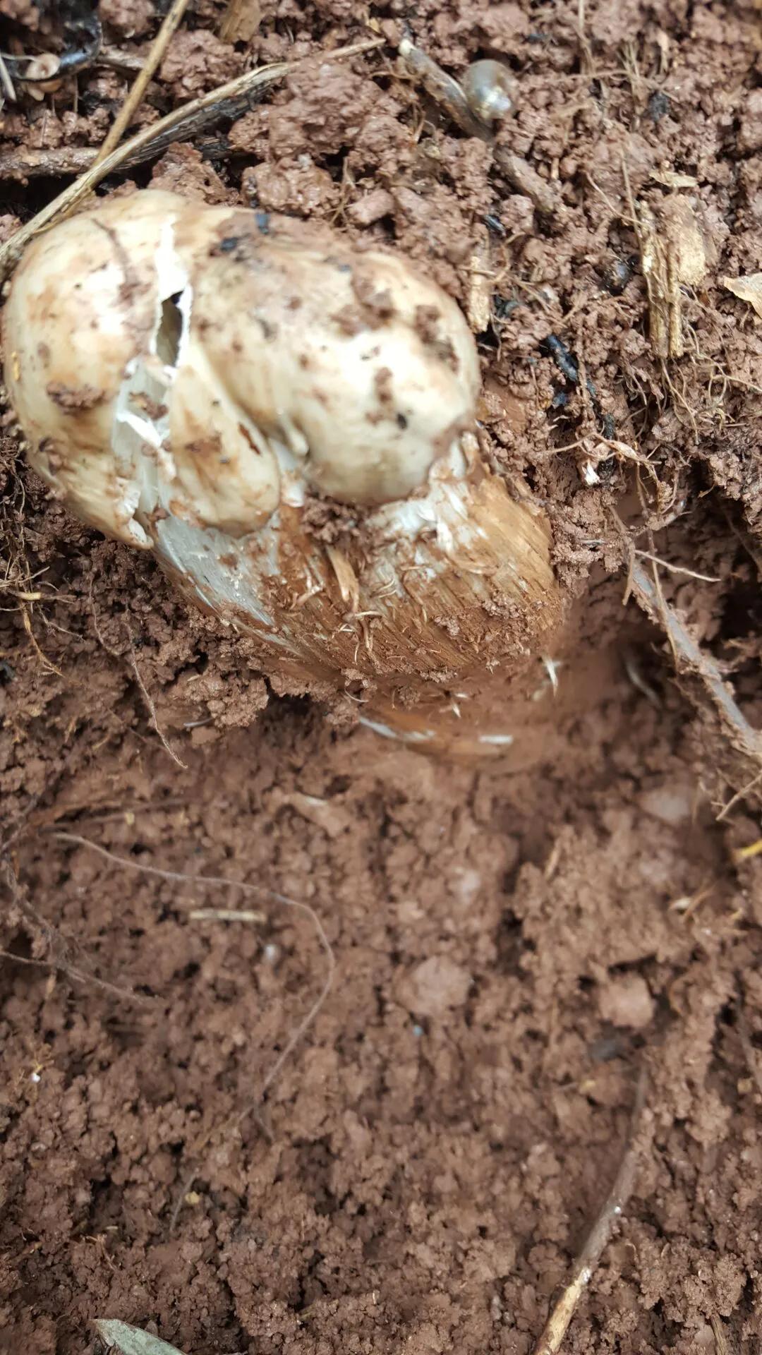 鸡枞菌菇,野生鸡枞