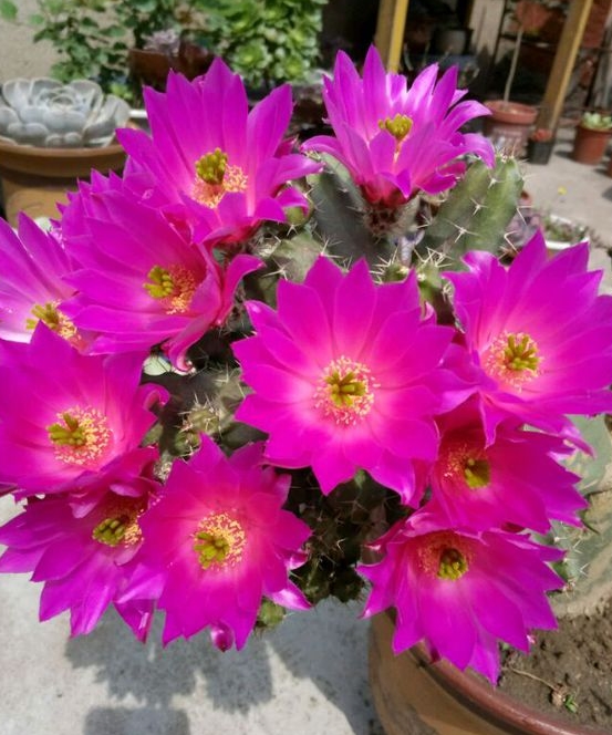 “常年丑貌君不问，一日花红万户惊”——仙人掌的产地及精品赏析