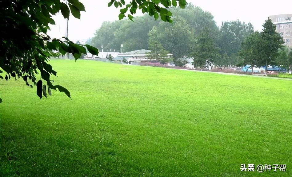 福建狗牙根草坪养护报价,浙江狗牙根草坪养护报价