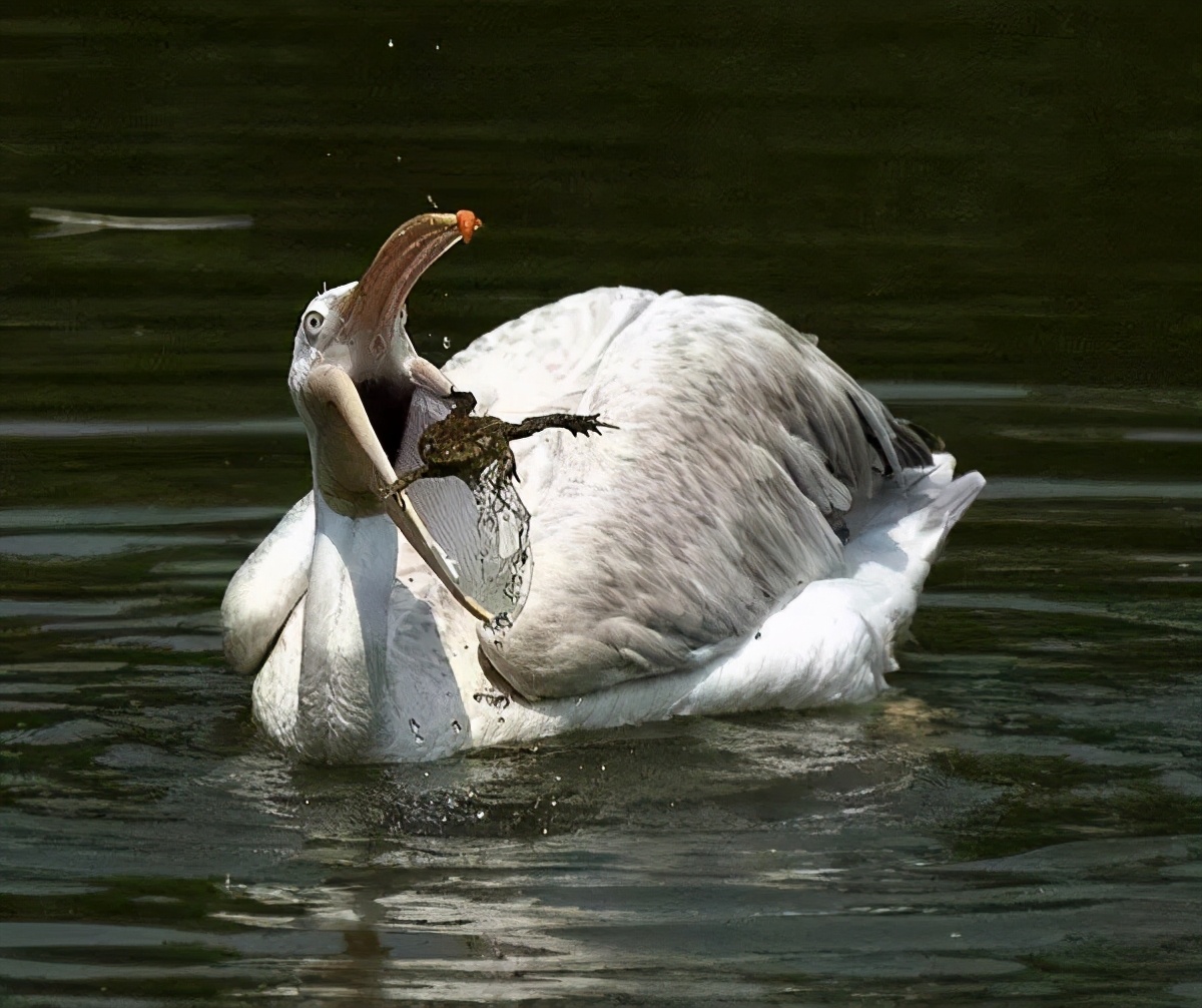 鹈鹕的网红之路：万物皆可吞,万物皆可吞的鹈鹕
