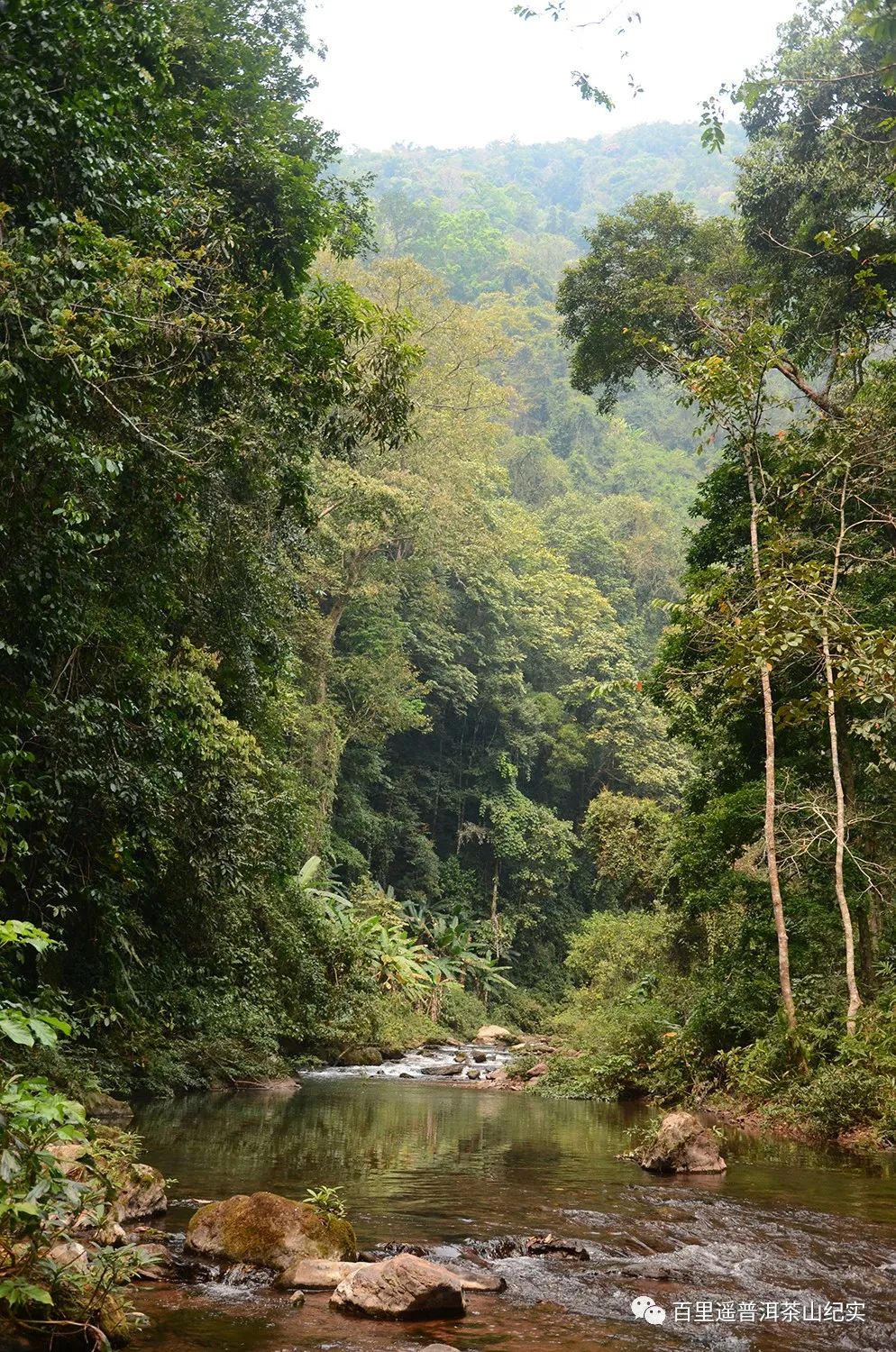 新生代黑马之百花潭!汤香蕴郁百花香,世外桃源的茶,一喝就沉醉