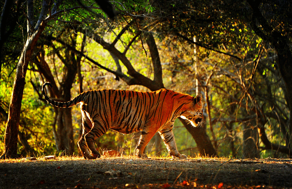 孟加拉公虎捕猎野猪,孟加拉雄虎吃野猪