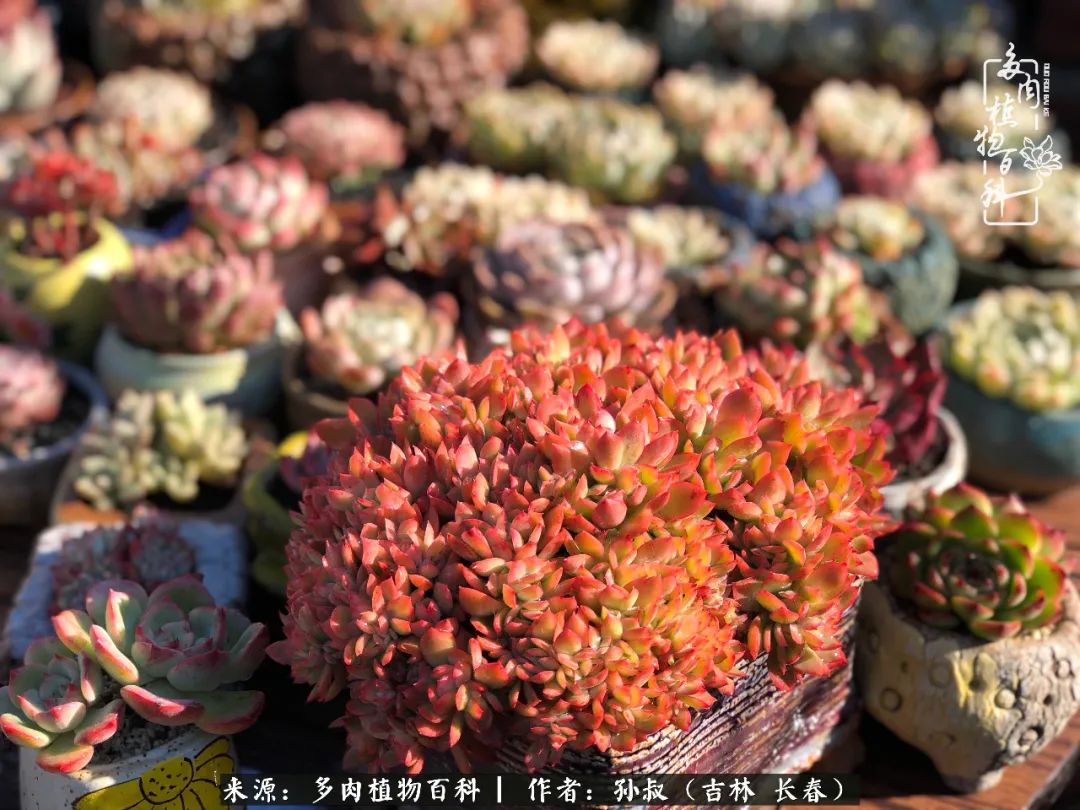 与多肉一起成长,与多肉相伴