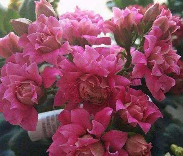 长寿花单瓣品种大全,长寿花100种颜色图片