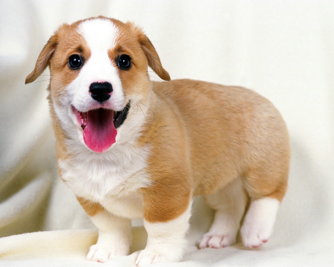 狗狗打完疫苗过敏怎么处理,狗狗打疫苗过敏怎么处理