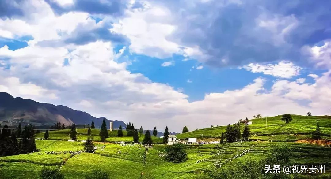 贵州茶海的春天有多美,贵州最美茶海