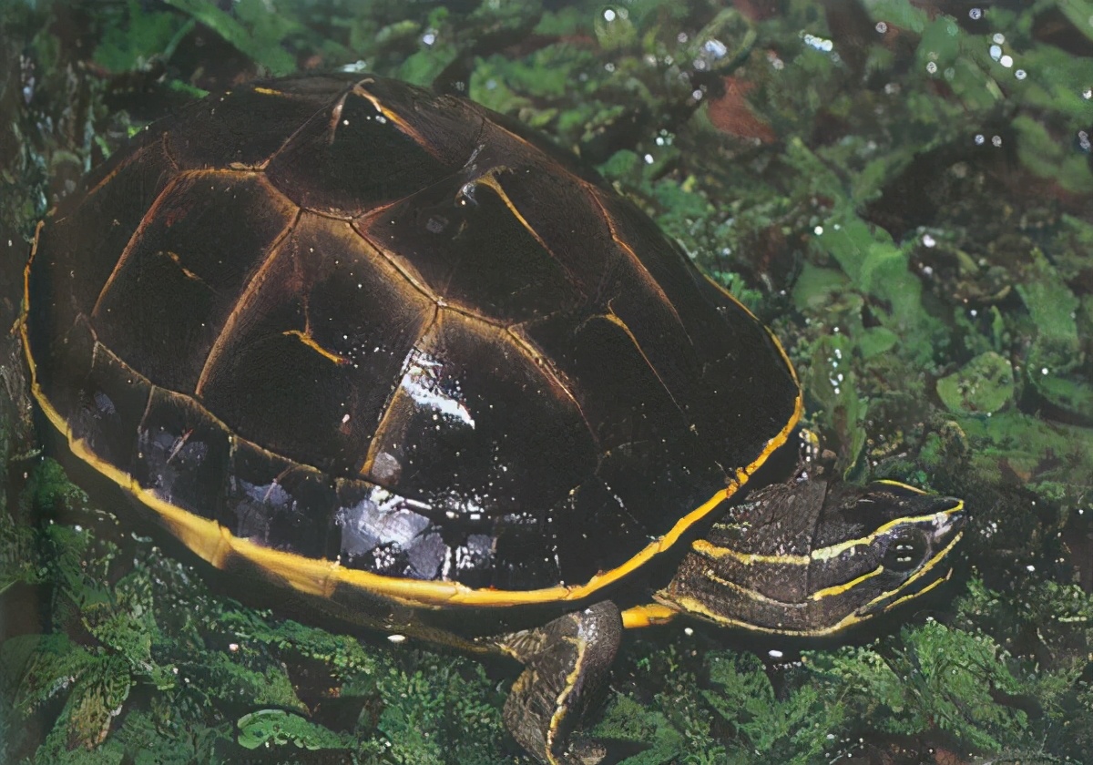 龟类大百科,大眼睛龟类