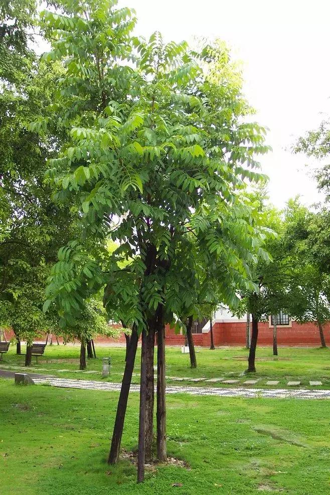 每日花语金盏花,桃花心木的种树方法