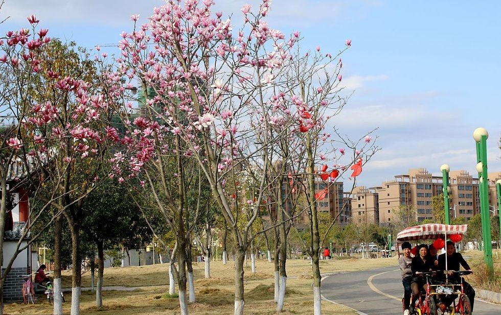在花园里种什么草,在花园里种什么花最好