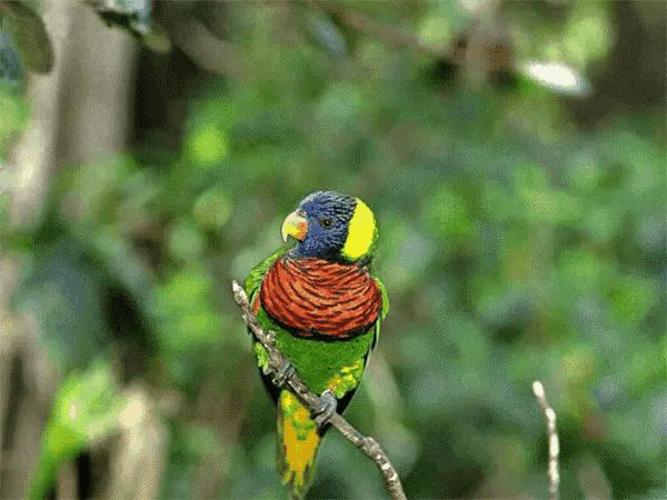 大自然山水花鸟大全,回归自然山水花鸟