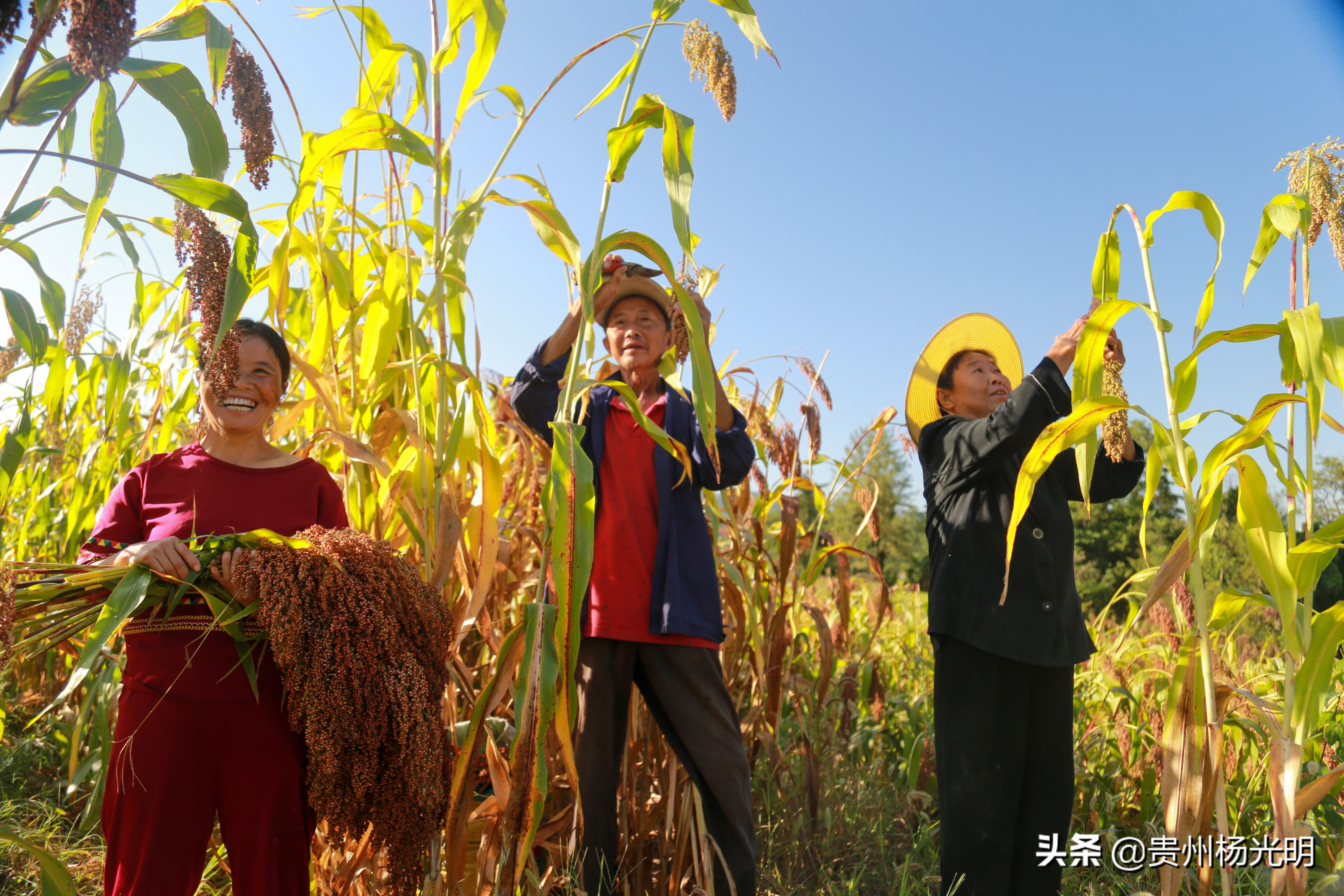 贵州毕节黔西县雨朵农场,江西萍乡葡萄喜丰收农民笑开颜